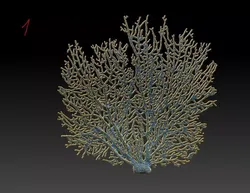 fire coral 3D print model