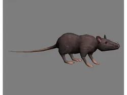 Rat attack