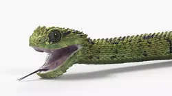 Atheris Hispida Snake 3D model