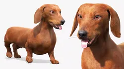 Dachshund Brown Walking Fur Animation Rigged for Maya 3D model