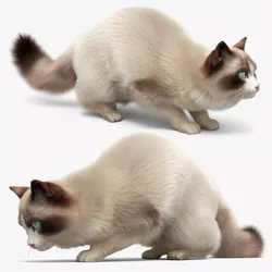 Domestic Cat Hunts Fur Animated Rigged for Maya 3D model