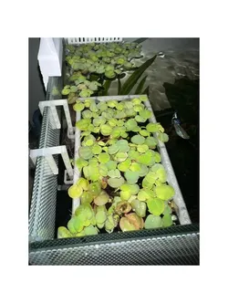 Floating Plant Holder for Fish Tank / Aquarium