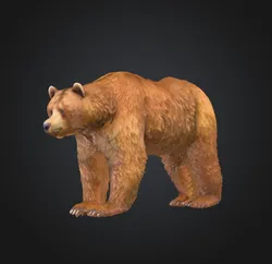 Grizzly Bear