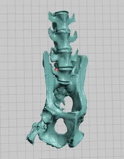 New World Monkey Skeletal Scan, Pelvis and Vertebrae