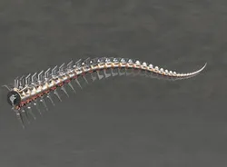 T-Rex mechanical tail