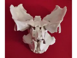 Face, Partial Human Skeleton