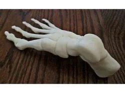Foot_Right Human Skeleton