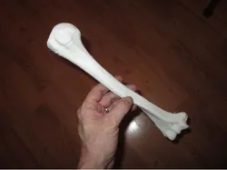 Humerus_Right Human Skeleton Upper Arm Bone