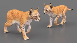 Lynx Cub in Walking Pose 3D model