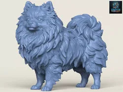 Pomeranian Dog 3D print model
