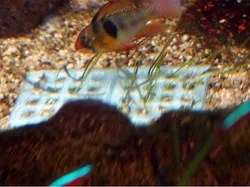 Aquarium planting grid