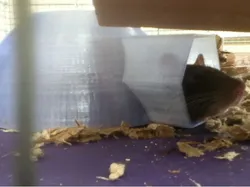Rat Igloo