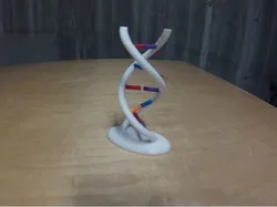 Interactive DNA Model