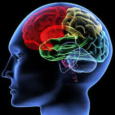 To Raise Brain Power To Be Boosted With Excellent Care and Food