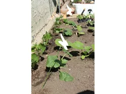Butterfly Spring Converter