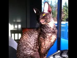 Cornish Rex - Cleopatra - Free 3D Print Model