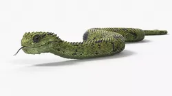 Bush Viper Snake Green Crawling 3D model