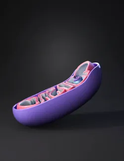 Create a highly detailed 3D mitochondrion model matching a professiona