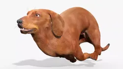 Dachshund Brown Running Fur Animation Rigged for Maya 3D model