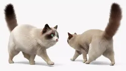 Domestic Cat Hunts Fur Animated Rigged for Maya 3D model