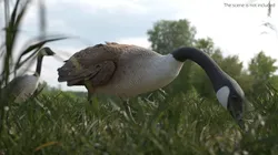 Grazing Goose Animated Rigged For Blender 3D model