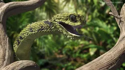 Green Bush Viper on Dry Tree Branch 3D model