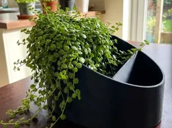 Eclipse Dual Function Planter - Free 3D Print Model