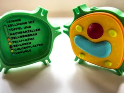 Plant Cell – Educational 3D Model - Free 3D Print Model