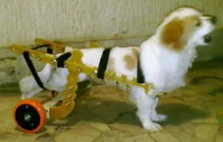 Wheelchair for terrier dog