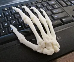 Human Hand-Right Full Scale assembled 3D print model