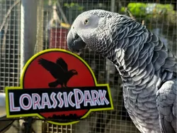 Lorassic Park letrero logotipo multicolor - Modelo de impresión 3D gratuito