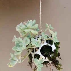 Sphere Kokedama pack