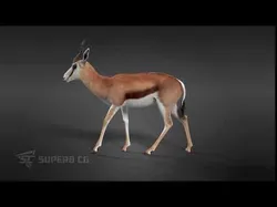 Springbok Animated 3D model