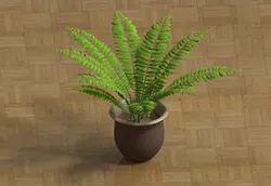 House Plant - Large fern