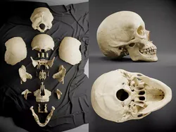 Human Skull Low-poly 3D model