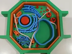 Plant Cell Model - Free 3D Print Model