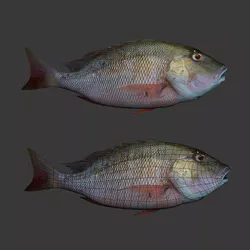 Fishs snapper fish 3D print model