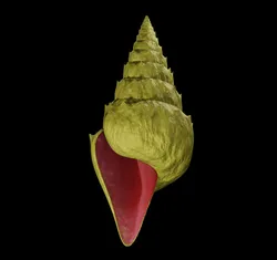 Spiky Shell