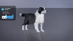Border Collie Bordernese Dog