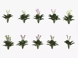 Calla LiLy Flower Low Poly 3D model