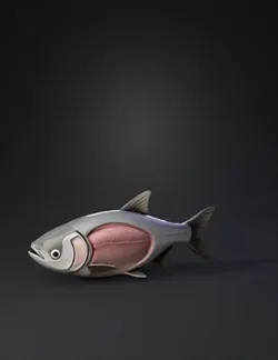 fish with cutaway anatomy showing internal musculature and organs