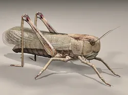 Giant Grasshopper