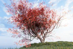 Maple tree 01