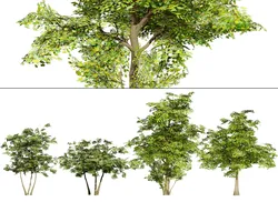 Maple Tree
