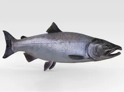 Salmon Fish