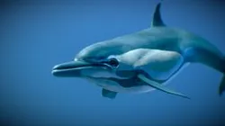 Short-beaked Common Dolphin