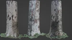 Birch Tree