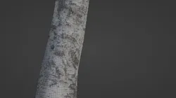 Birch Tree
