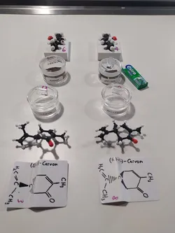 Carvone molecule Enantiomere demonstration