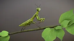 Mantis (Downloadable version)